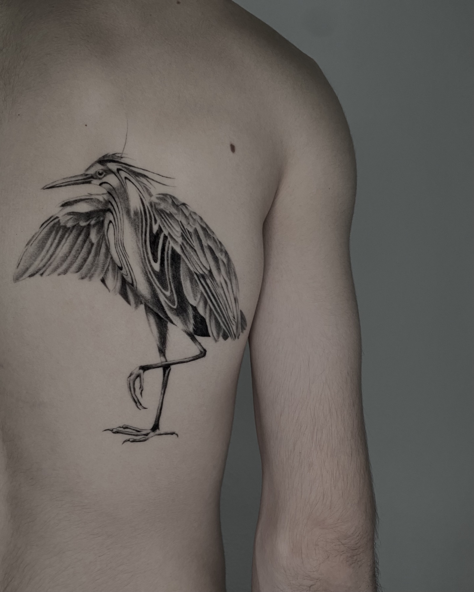Healed illustrative blackwork heron across the back and side, GAR Tattoo